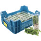 SAUGE GROSBUSCH 12X20G